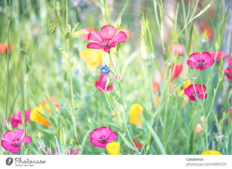 Bunte Blumen wachsen am Staketenzaun duften welken verbluhen blühen roter Lein blauer Lein Blühend Blüte Mohn Pflanzen Flora Natur verblühen bunt Jahreszeit