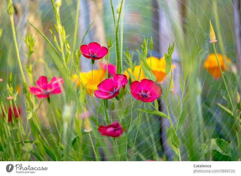 Blumig Roter Lein Kalifornischer Mohn Natur Flora Pflanze Blume Garten Blütenblätter Tag Tageslicht Jahreszeit bunt verblühen Blühend verbluhen welken duften