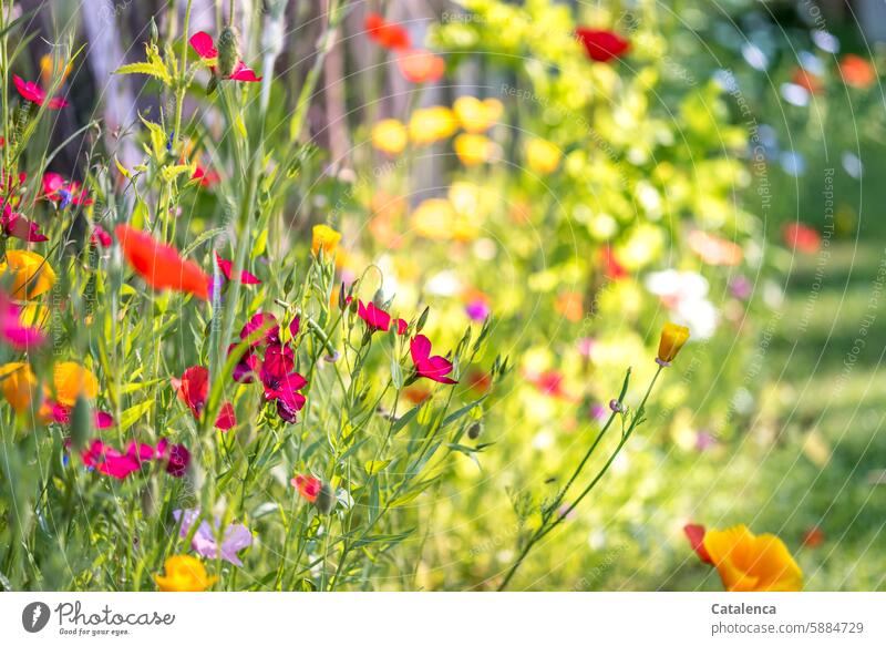 Bunte Blumen Natur Flora Pflanzen Mohn Blüte Blühend blauer Lein roter Lein gras garten blühen verbluhen welken duften Grün Rot Blau