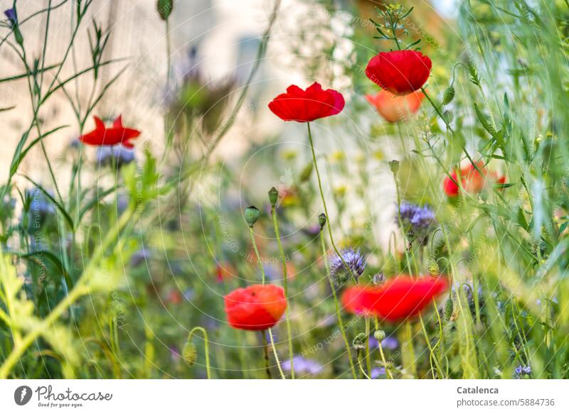 Wiesenblumen Klatschmohn Pflanze Mohn Blume Natur Blütenblätter Flora Garten Tag Tageslicht verblühen Jahreszeit verbluhen welken duften Blumen Blühend Pflanzen