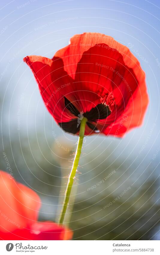 Mohn Klatschmohn Pflanze Blume Natur Blütenblätter Flora Garten Tag Tageslicht verblühen Jahreszeit verbluhen welken duften Blumen Blühend Pflanzen bunt