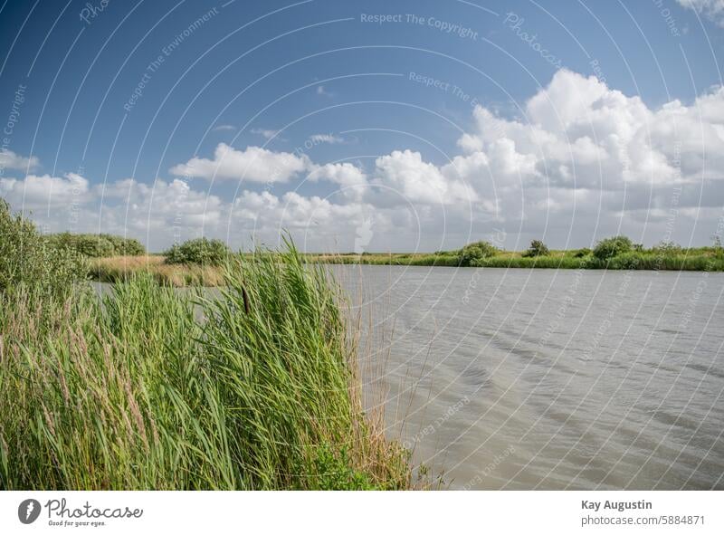 Röhrigzone Sylt Rantum Schilfrohr Rohrkolben Polder Hinterland Natur Wasserpflanzen Umwelt Naturschutzgebiet Nordseeküste Brackwassersee Wasserlauf