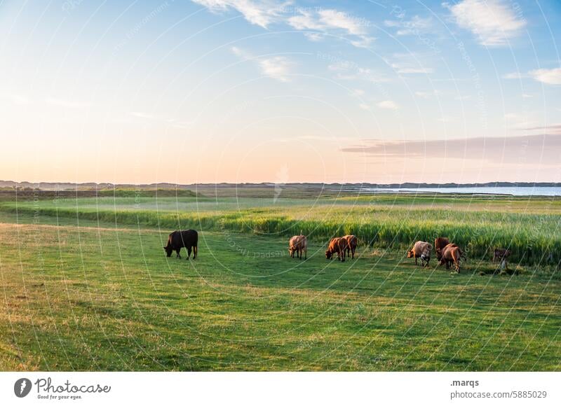 Glückliche Kühe Schönes Wetter Landschaft Natur Wiese Weide Kuh Nordseeküste Wolken Sommerurlaub Horizont Ferien & Urlaub & Reisen Himmel Idylle Umwelt