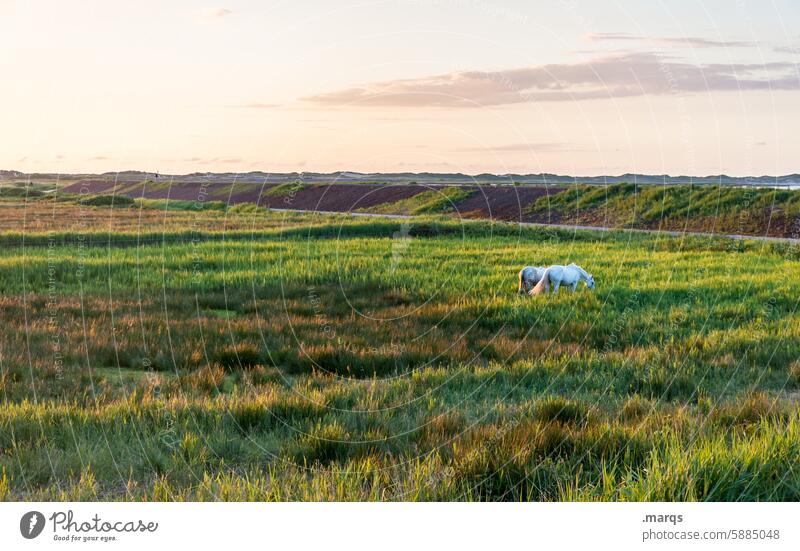 Tierpaar ruhig Umwelt kitschig Himmel Abend Pferd Wiese Landschaft Zufriedenheit genießen frei Gras Schönes Wetter Horizont Natur Weide friedlich Idylle