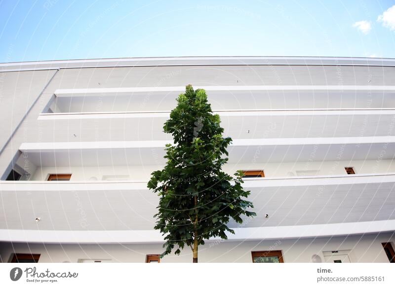 grüner wohnen Sichtschutz Pflanzen Baum Haus Himmel Wolke urban Alibi Etagenhaus Mehrfamilienhaus Fenster Außengang hoch fassade wohngebiet stadt skurril Beton