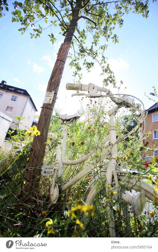 der Anfang vom Ende | abgestellt und nicht abgeholt Fahrrad Baum Stadt grün Himmel Schönes Wetter überwachsen überwuchert weiß alt Haus Gebäude Bauwerk Fassade