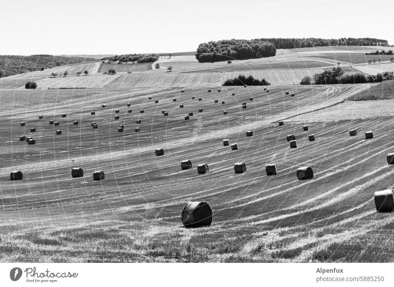 geballte Invasion Feld Landwirtschaft Heu Heuballen Strohballen Ernte Ackerbau Natur Außenaufnahme Landschaft Himmel Tierfutter Viehfutter Sommer Menschenleer