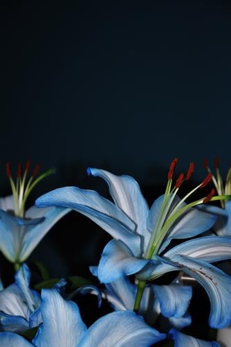 Heute mach ich blau. | blaue Lilien vor dunkelblauer Wand. Blume Blumen Blumenstrauß eingefärbt blau machen färben Farbe Blüte Natur Pflanze grün Blütenblatt