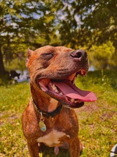 Glücklicher Doggo staffordshire Terrier Pit Bull Hund Sonnenlicht gestromt jung Tier Haustier Eckzahn niedlich