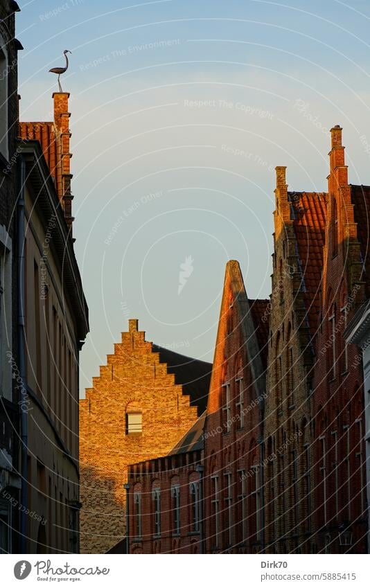 Giebel alter Häuser in Brügge Haus Backstein Fassade Sonnenlicht Abendlicht Belgien Stadt Stadtzentrum Altstadt historisch Historische Bauten Treppengiebel