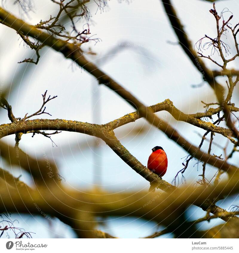 Vogelbeobachtung - Dompfaff im Geäst Gimpel Blutfink Äste Zweige Natur Tierporträt Baum im Fokus rosa lachsfarben Zweige und Äste