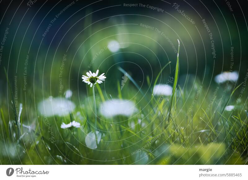 Gänseblumenwiese Gänseblümchen Wiese grün Sommer Natur Blüte Blume gänseblumen sommerlich Schwache Tiefenschärfe Blümchen Blütenblätter Blütenblatt Umwelt