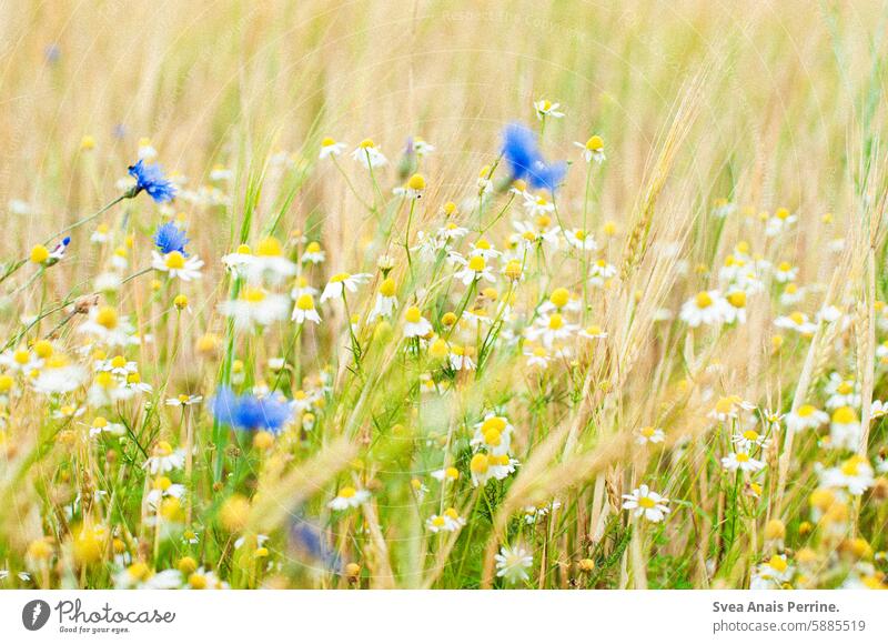 Kamille & Kornblume kornblumen Kamillenblüten Natur Feld Schleswig-Holstein Unschärfe geringe Tiefenschärfe natürlich Sommer Frühling Gesundheit ohne Menschen