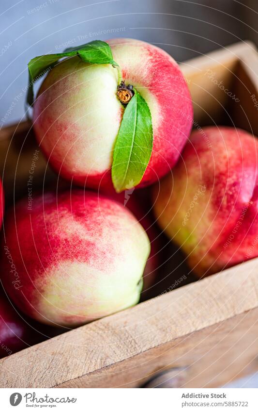 Frische Nektarinen der Saison in einer Holzkiste Frucht frisch saisonbedingt hölzern Kiste Blatt pulsierend saftig rustikal Nahaufnahme produzieren Gesundheit