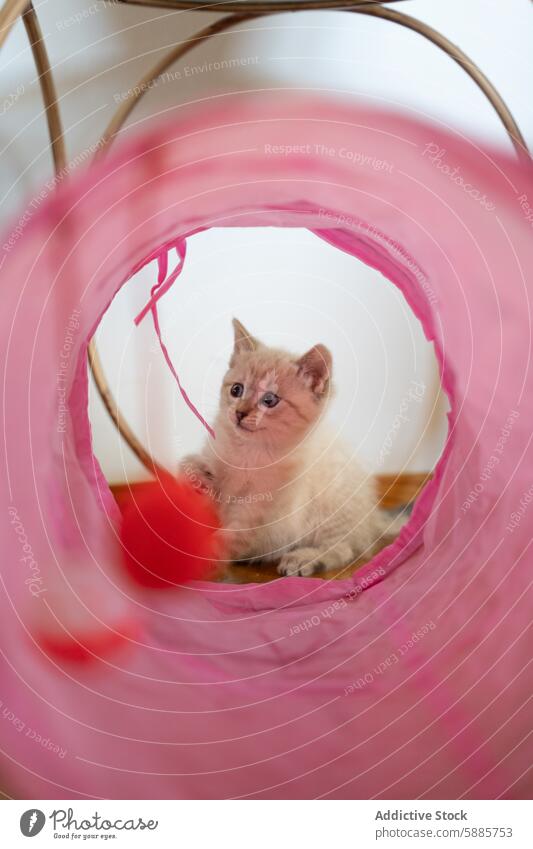 Kätzchen spielt in einem bunten Tunnel Katzenbaby spielen Stollen Spielzeug rosa neugierig Starrer Blick sitzen pulsierend Farbe rot baumelnd aufgeilen Seite