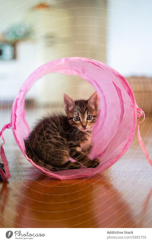 Kätzchen spielt in einem rosa Spielzeugtunnel im Haus Katzenbaby Tabby Haustier Tier niedlich spielerisch im Innenbereich heimwärts Stollen Fell weich warm