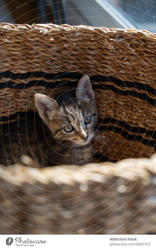 Neugieriges Kätzchen späht aus dem Rattankorb Katzenbaby neugierig guckend Korb Tier Haustier niedlich heimisch klein katzenhaft Tabby Schnurrhaar Auge