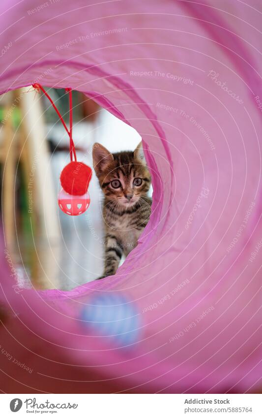 Neugieriges Kätzchen, das in einem rosa Tunnel mit einem Hängespielzeug spielt Katzenbaby Spielzeug Stollen spielerisch neugierig Tabby Haustier im Innenbereich