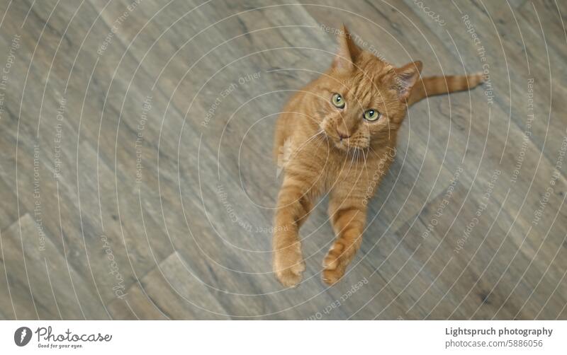 Draufsicht auf eine lustige Rotschopfkatze, die versucht, ein Spielzeug zu fangen. Panoramabild mit Kopierraum. Hauskatze Ingwer-Katze Spielen spielerisch