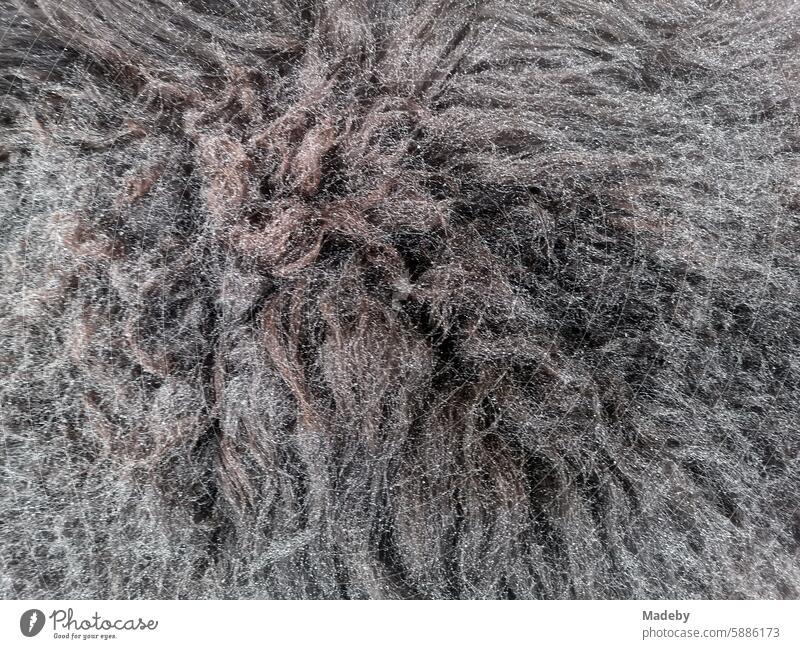 Flauschiges Fell mit langen Haaren und Wassertropfen bei Regen auf einer Bank vor einem Geschäft in der Hauptstraße von Oerlinghausen bei Bielefeld am Hermannsweg im Teutoburger Wald in Ostwestfalen-Lippe