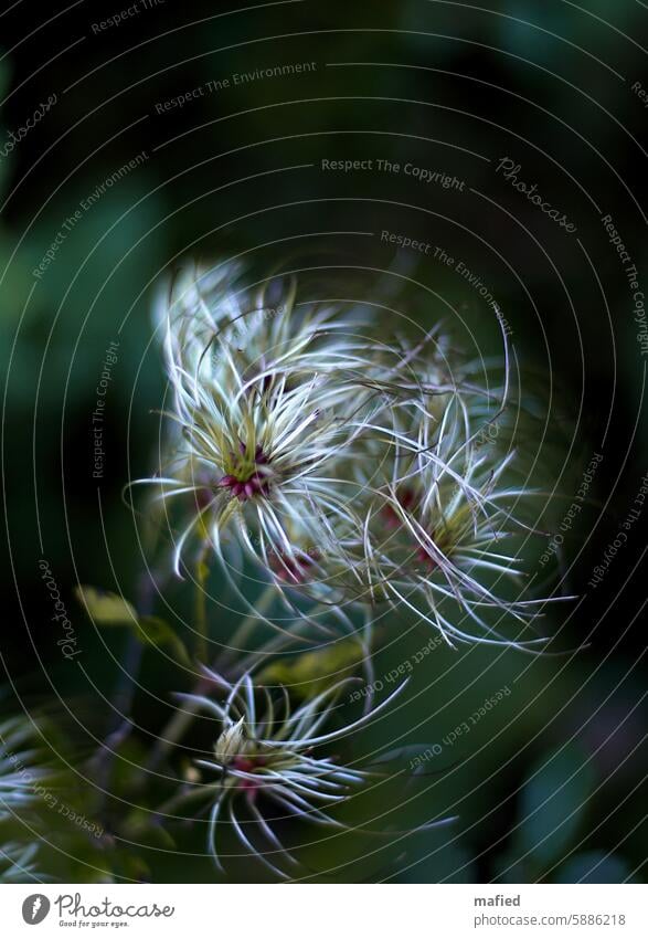 Früchte der Gewöhnlichen Waldrebe (Clematis vitalba) Samenkapseln Frucht Sammelfrucht Flugfäden Liane Natur Pflanze Farbfoto zart grün weiß violett