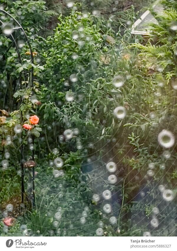 Blick durchs Fenster nach dem Regen Duftrose Regentropfen Blick nach draußen nass Wassertropfen Tropfen schlechtes Wetter Fensterscheibe Regenwetter Rose