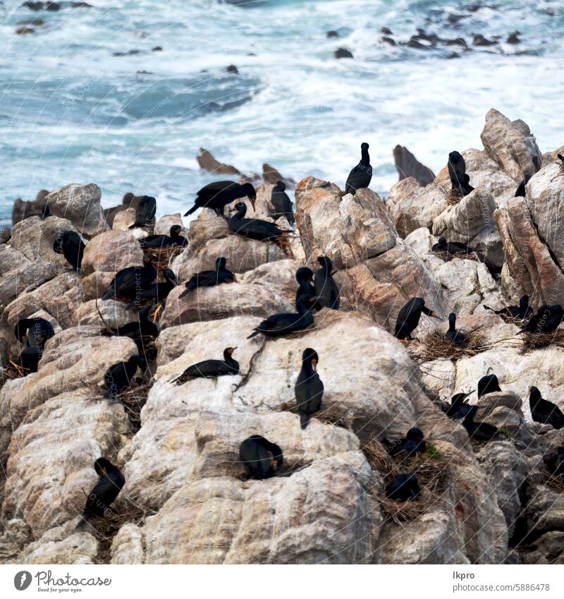 in südafrika wildlife natur vögel und felsen Afrika Süden Bucht Pinguin Strand MEER Vogel Kap Western Meer Tierwelt Küste Natur Esel demersus spheniscus Kolonie