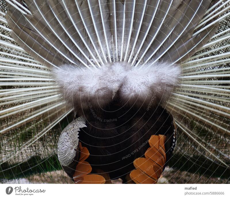 Pfau von hinten, flauschige Daunen am Hinterteil eines Rad schlagenden Pfaus Vogel Tier Feder Pfauenfeder Hinteransicht Balzverhalten grau braun weiß schwarz