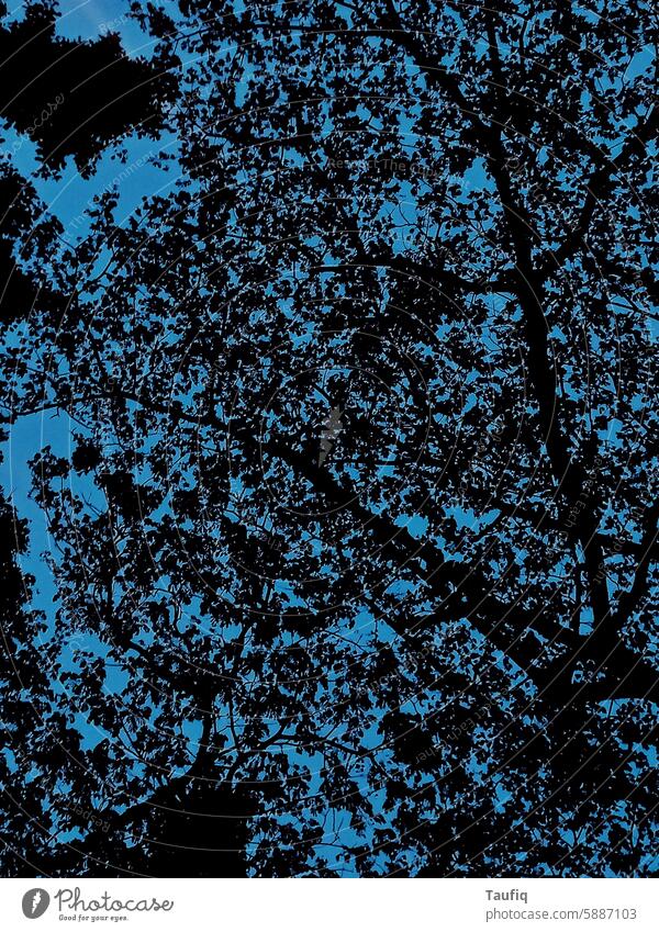 abstrakter blauer Himmel und ein zufälliger Baum abstrakte Fotografie Ästhetik Kunst Farbe Farbfoto künstlerisch