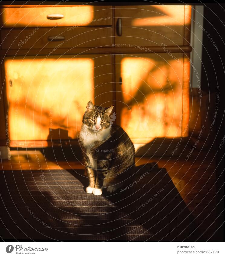 Morning Cat Katze Kater Moorgen Sonnenlicht genießen schnurren Pfoten ohren Fell sitzen entspannen warten Haustier