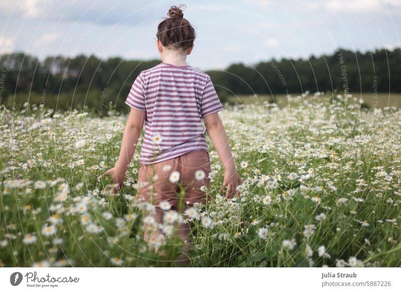 Mädchen läuft durch ein Kamillenwiese 7 gestreift riechen grün Wiese Natur spazieren Blumenwiese Kamillenblüten Sommer wunderschön fühlen weiß