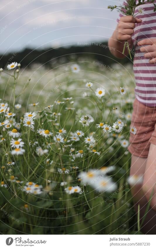 Mädchen pflückt Kamillen auf einer Wiese Blumenwiese Naturerlebnis wunderschöne Landschaft draußen Blumenstrauß für dich Alles Gute Kindheit Wolken