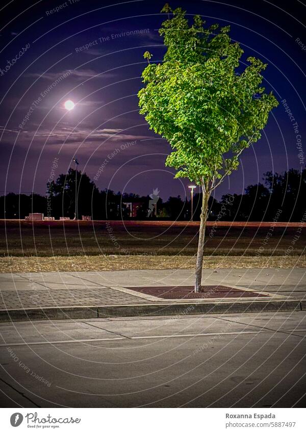 Wenn der Mond auf einen Baum trifft Nachthimmel Vollmond Mondschein Natur