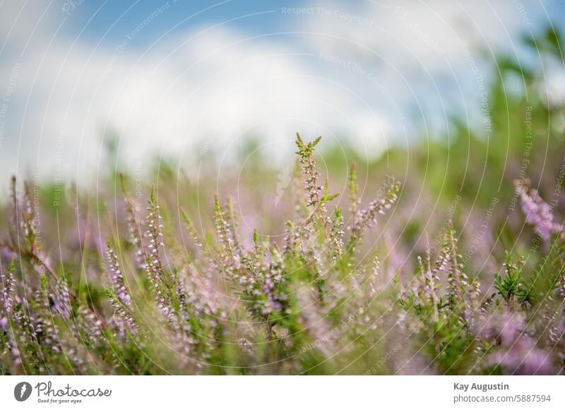 Heidekraut Sylt Pflanzenteile Besenheide Calluna vulgaris Heidekrautgewächse Ericaceae Heidekrautblüte Blütezeit Heidelandschaft Flora Botanik