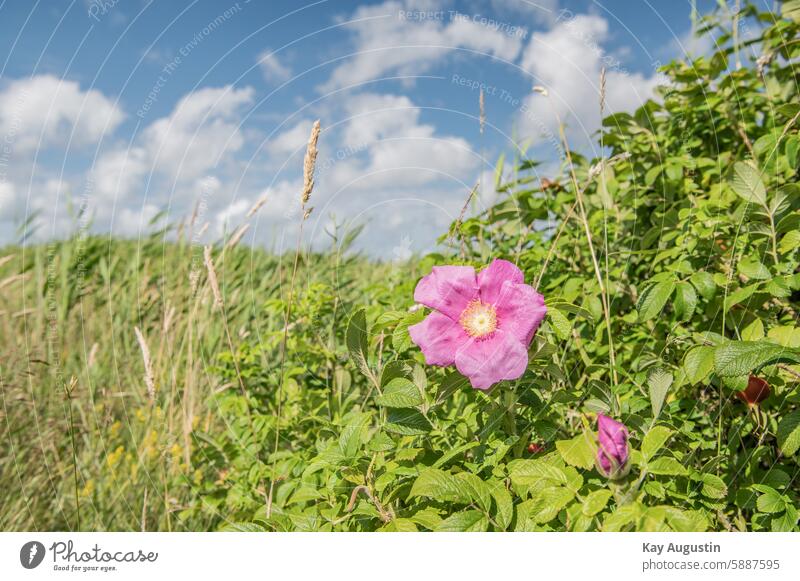 Kartoffel-Rose Rosenblüte Blüte Blume Schwache Tiefenschärfe Farbfoto Nahaufnahme Blühend Pflanze Rosa rugosa Apfel Rose Japan Rose Sylter Rose Flora Botanik