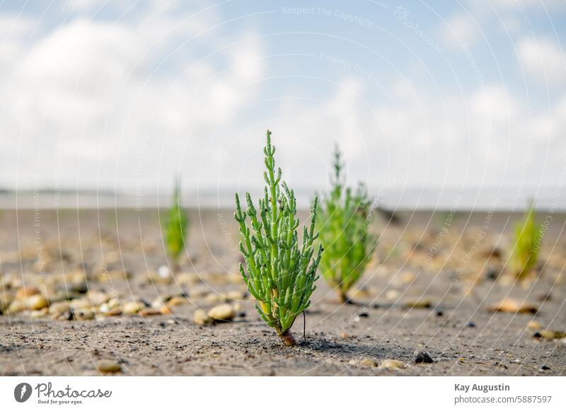 Europäischer Queller Salicornia Salicornia europaea Meeresspargel Küchenkräuter Kräuter Glasschmelz Ebbe Glasschmalz Nationalpark Wattenmeer Salicornieae Sommer