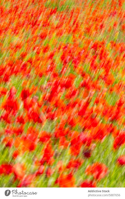 Abstrakte leuchtend rote Mohnblumen in einem unscharfen Stil eingefangen Blume grün Feld Unschärfe abstrakt Fotografie Farbe pulsierend geblümt Natur