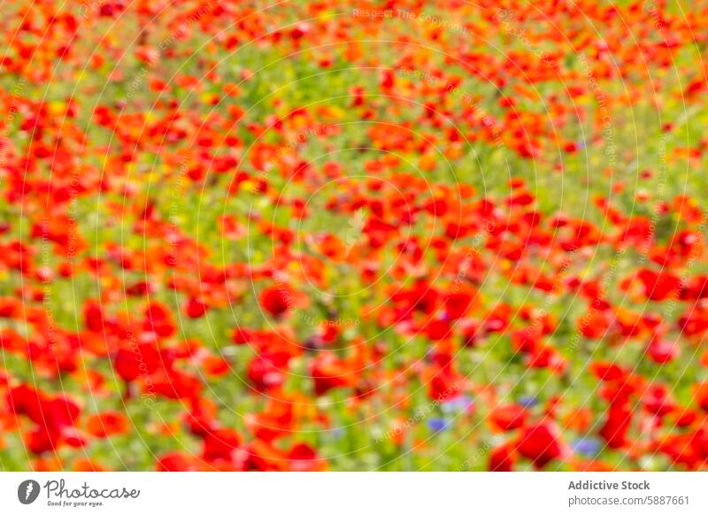 Bunte abstrakte Unschärfe eines leuchtenden Mohnfeldes Feld rot grün Farbe pulsierend geblümt Natur impressionistisch traumhaft Kunstwerk Hintergrund Textur