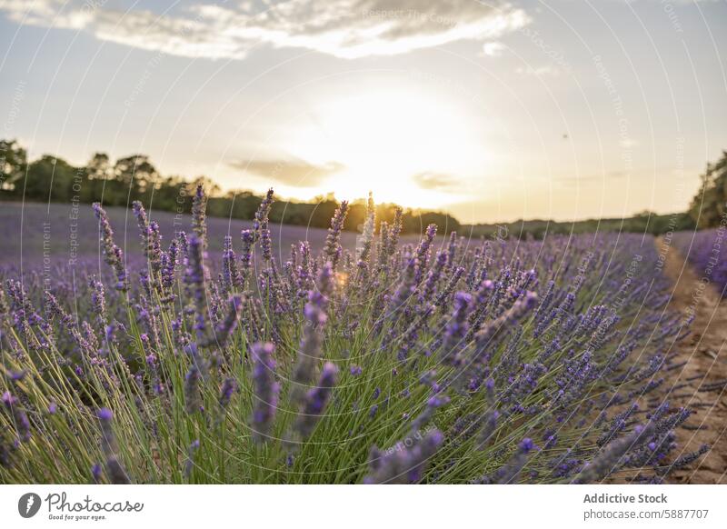 Goldener Sonnenuntergang über Lavendelfeldern in Brihuega, Spanien Feld brihuega kastilla la mancha golden Licht Natur Landschaft Ackerbau Flora malerisch