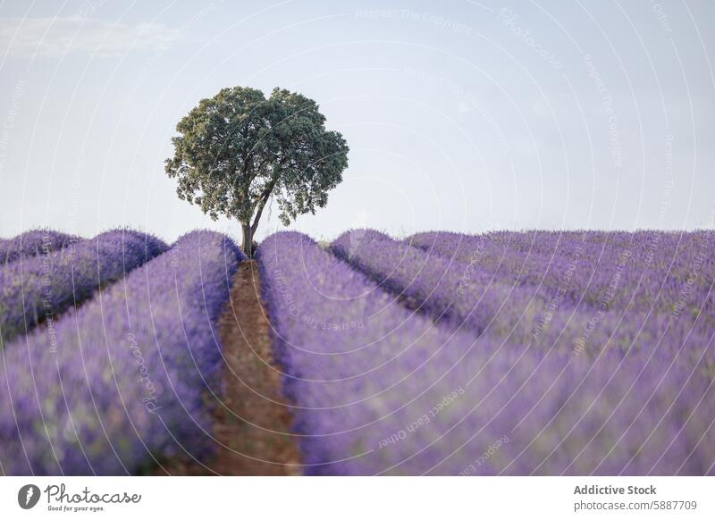 Ruhige Lavendelfelder mit einem einsamen Baum in Brihuega, Spanien Feld brihuega kastilla la mancha ruhig malerisch Ackerbau Natur geblümt purpur