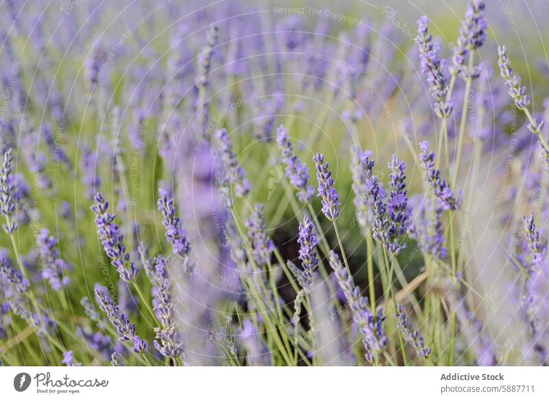 Lebendige Lavendelfelder in Brihuega, Spanien Feld brihuega kastilla la mancha Blume Blütezeit Flora aromatisch purpur natürlich botanisch Ackerbau