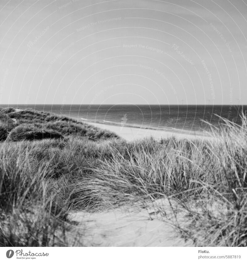 Dänische Nordseeküste in schwarzweiß auf Film Strand Analogfoto analoge fotografie Meer Küste Landschaft Urlaub nordisch Ferien & Urlaub & Reisen Erholung