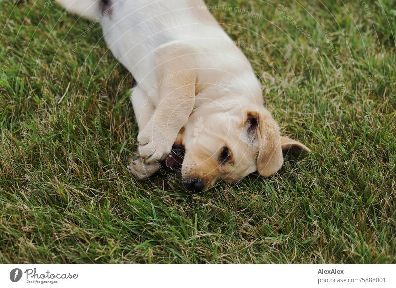 Kleiner, blonder Labrador- Welpe liegt auf einem Rasen im Gras und beißt ins Leere, was er mit seinen großen Pfoten hält Hund Haustier Baby Tier-Baby 10 Wochen