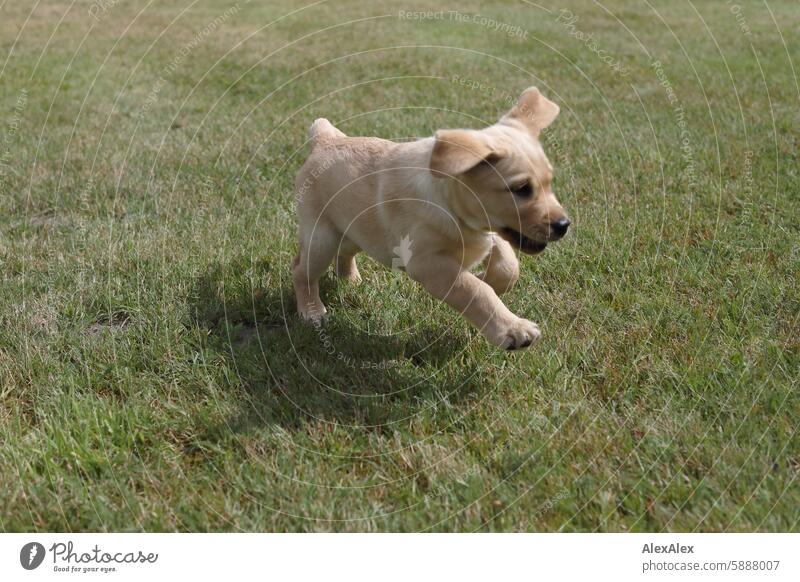 Kleiner, blonder Labrador- Welpe rennt tapsig über den Rasen, wobei seine Schlappohren hochfliegen Hund Haustier Baby Tier-Baby 10 Wochen 10 Wochen alt