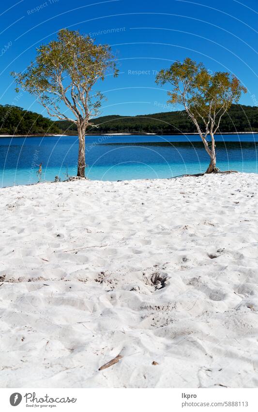 Tourismus Baum und entspannen im Paradies See Insel fraser Australien mckenzie Sand Wasser Strand weiß blau Natur Queensland schön Küste Himmel im Freien