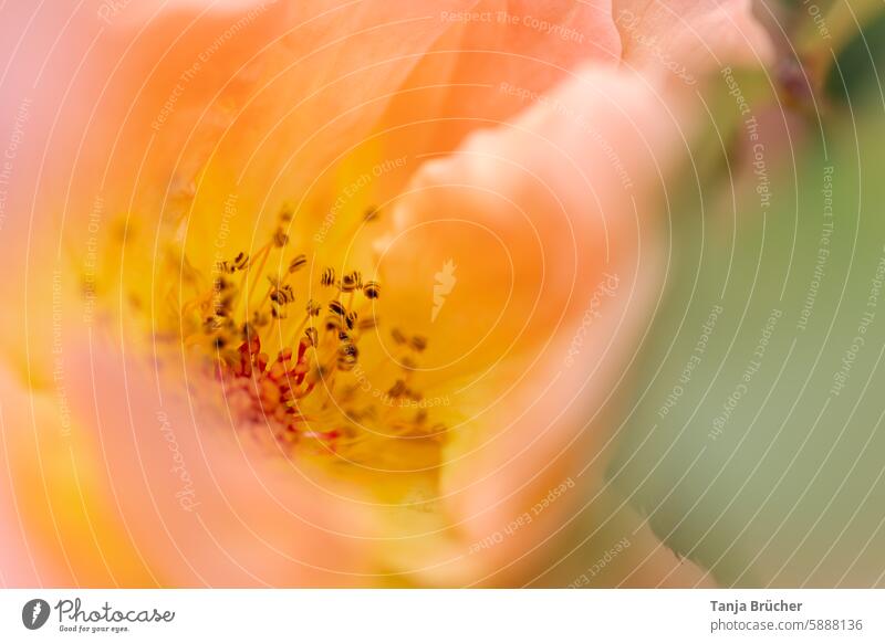 Innenleben einer blühenden Rose Staubfaden Staubbeutel Blütenstaub Staubblatt Kronblatt Nektar Pollen Bienenweide natürliches Licht in der Blüte nah