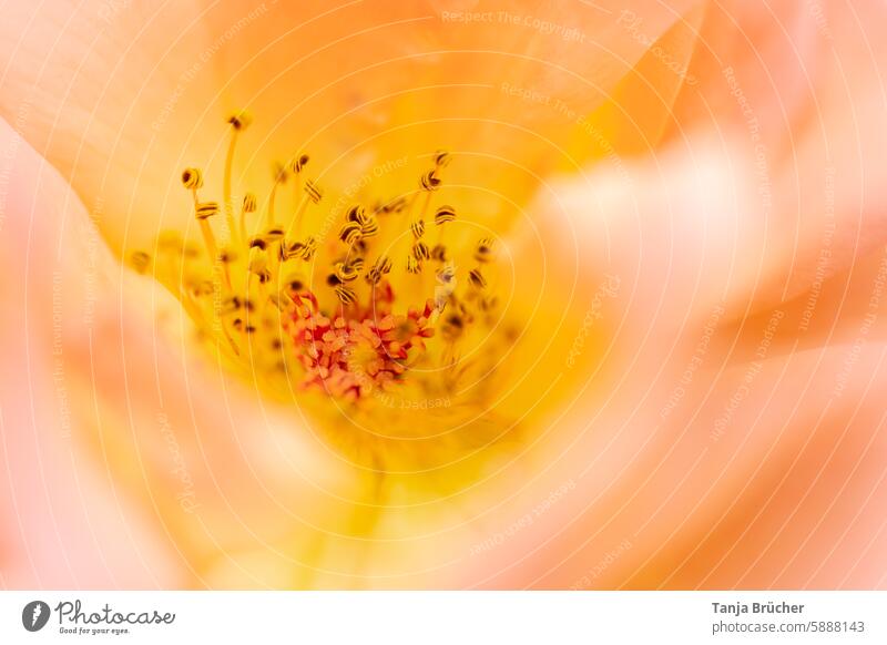 In der Rosenblüte Staubfaden Staubbeutel Blütenstaub Staubblatt Kronblatt Nektar Pollen Bienenweide natürliches Licht in der Blüte nah Sommergefühl Sommergarten