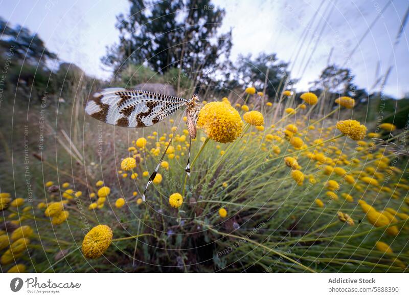 Nemoptera bipennis auf einer gelben Blüte in einem natürlichen Lebensraum Insekt Blume filigran Florfliege Flügel Muster pulsierend Feld schlanke Fauna Flora