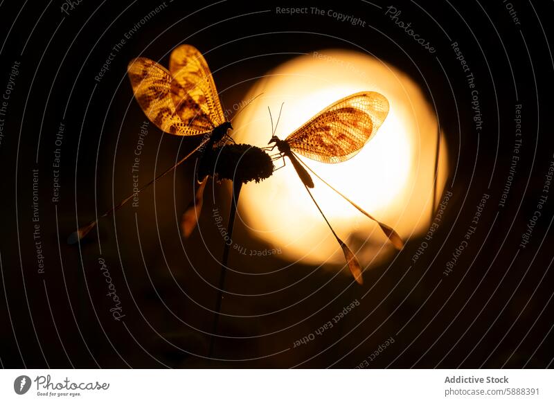 Nemoptera bipennis Silhouette gegen glühende Sonne Insekt warm Einstellung filigran Flügel verlängert Körper Natur Tierwelt Hintergrundbeleuchtung