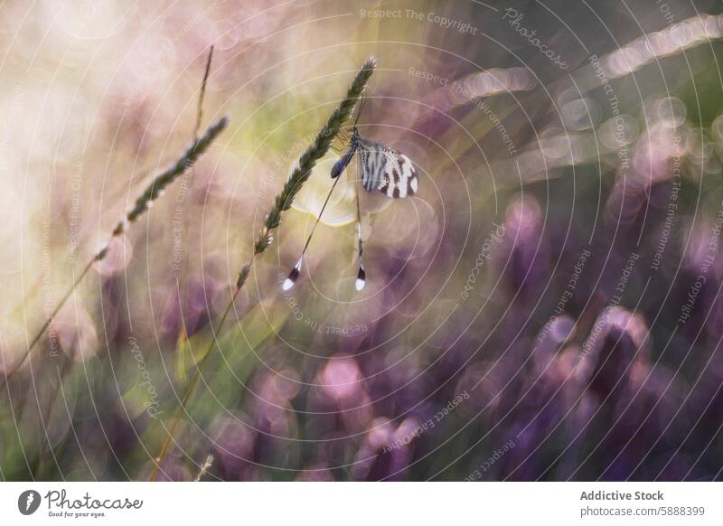 Ätherische Nemoptera bipennis auf einer verträumten Wiese in der Abenddämmerung Insekt Bokeh filigran glühend ätherisch Natur Tierwelt Makro Nahaufnahme